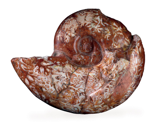 Раковина головоногого моллюска Ракофиллитес неоюренсис 