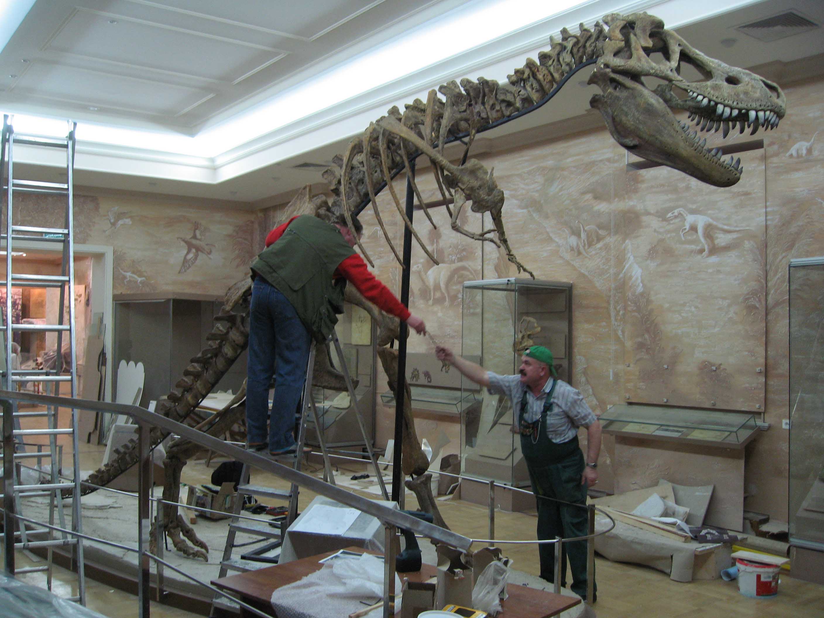 Монтаж скелета тарбозавра в Музее естественной истории Татарстана, 2010г.