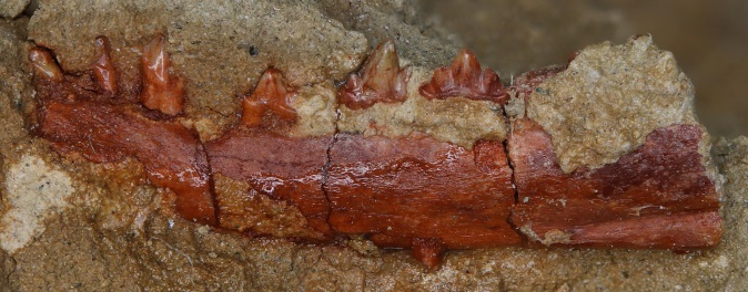 Заменяли незаменимое: смена коренных зубов у мезозойских млекопитающих