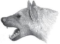 Хасмапортетес – вымершая гиена-охотник из пещеры Таврида