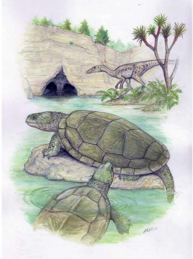 Череп черепахи юрского периода из Подмосковья