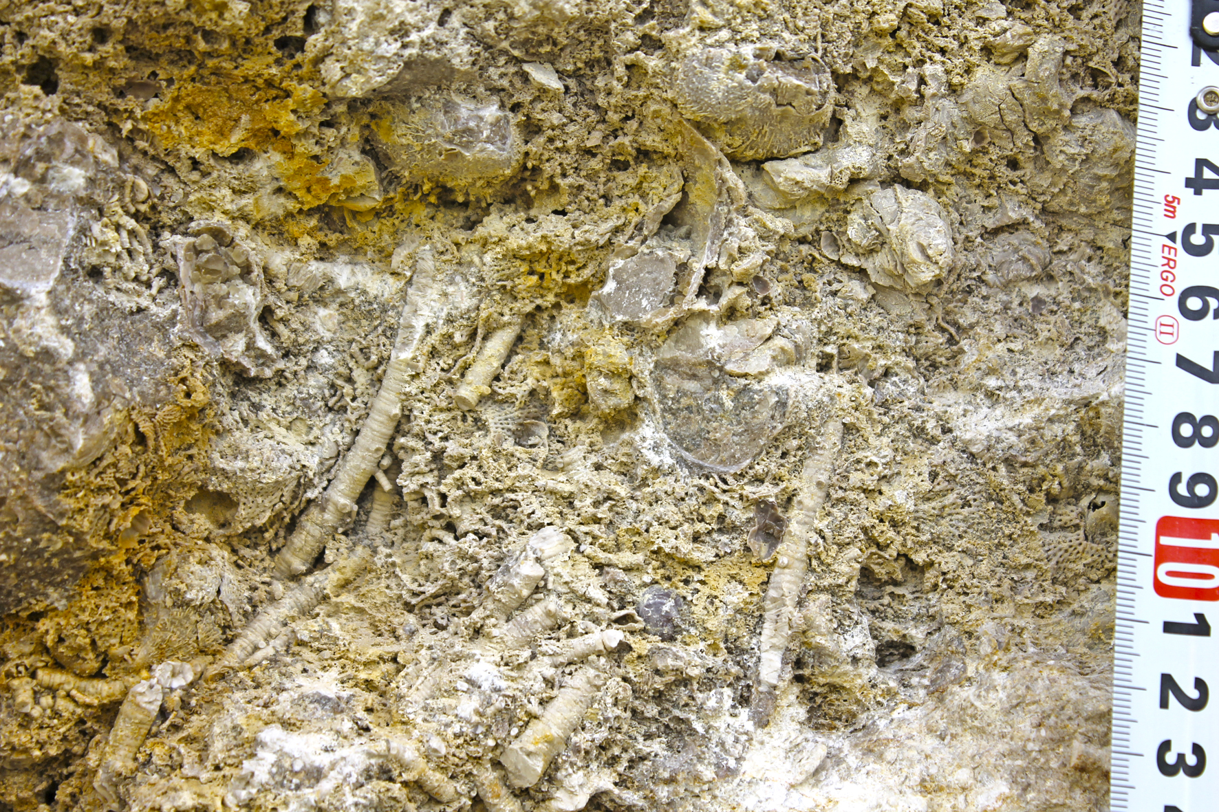 9.	Отпрепарированная поверхность древнего рифа демонстрирует нам каркасостроителей: стебли криноидей, мшанки и брахиоподы.