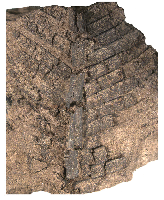 Рентгеновская томография помогла понять строение листа древнего растения Рентгеновская томография помогла понять строение листа древнего растения