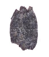 Ископаемое семя с пыльцевым зерном внутри: сохранившийся в палеонтологической летописи момент опыления юрского растения