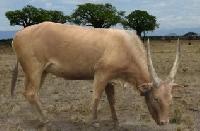 Антилопоподобный бык в раннем плейстоцене Крыма