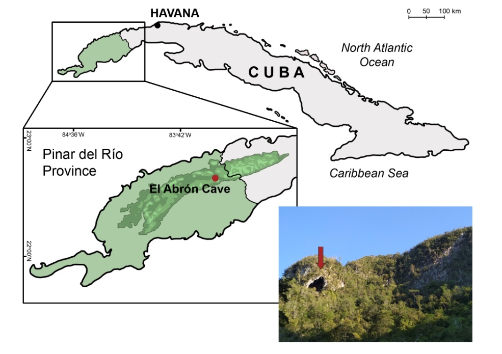Древние змеи из пещеры Эль-Аброн – первая офидиофауна плейстоцена Кубы