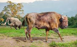 Ранний бизон из нижнего плейстоцена пещеры Таврида в Крыму