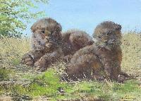 Колыбель саблезубой кошки: сибирские гомотерии скрывали потомство в лиственничных лесах