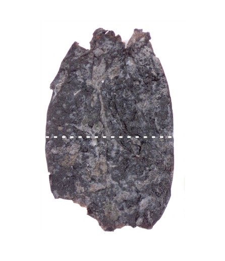 Ископаемое семя с пыльцевым зерном внутри: сохранившийся в палеонтологической летописи момент опыления юрского растения