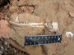 Передняя часть левой ветви нижней челюсти капитозаврида Wetlugasaurus sp., Оренбургская область 
