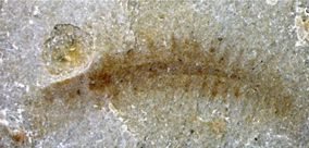 Древнейшие пресноводные многощетинковые черви из среднего триаса Франции