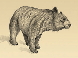 Этрусский медведь – современник и конкурент древнейших людей Евразии