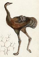 Древнейшие монгольские урмиорнисы – кузены африканских страусов