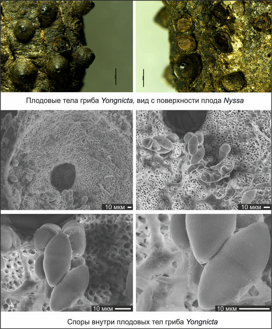 Уникальная находка микроскопических грибов на плодах ниссы из олигоцена Южного Китая