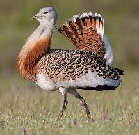 Птица с огненными ногами – древнейший предок дроф и дроф-красоток из миоцена Монголии