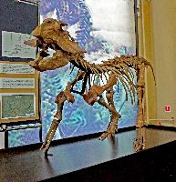 Монтированный скелет сибирского пситтакозавра — новый экспонат Кемеровского областного краеведческого музея
