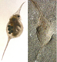 Черви, а не рачки: ответ на загадку конца палеозоя Черви, а не рачки: ответ на загадку конца палеозоя