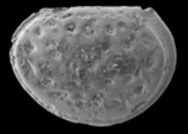 Находки силурийских остракод в Монголии