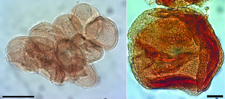 Необычная пыльца из ископаемых растений, не найденная в дисперсном виде: факты и гипотезы