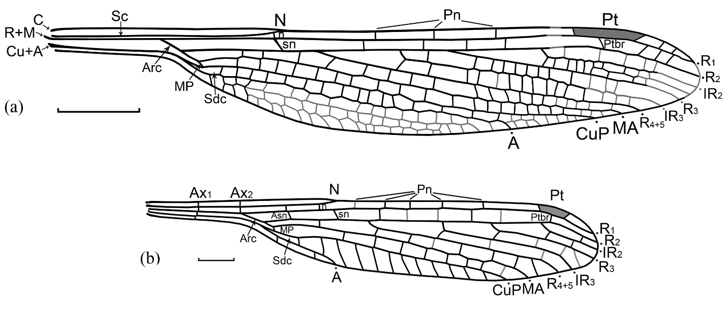 Позднепалеозойские стебельчатокрылые стрекозы: разнообразие и эволюция