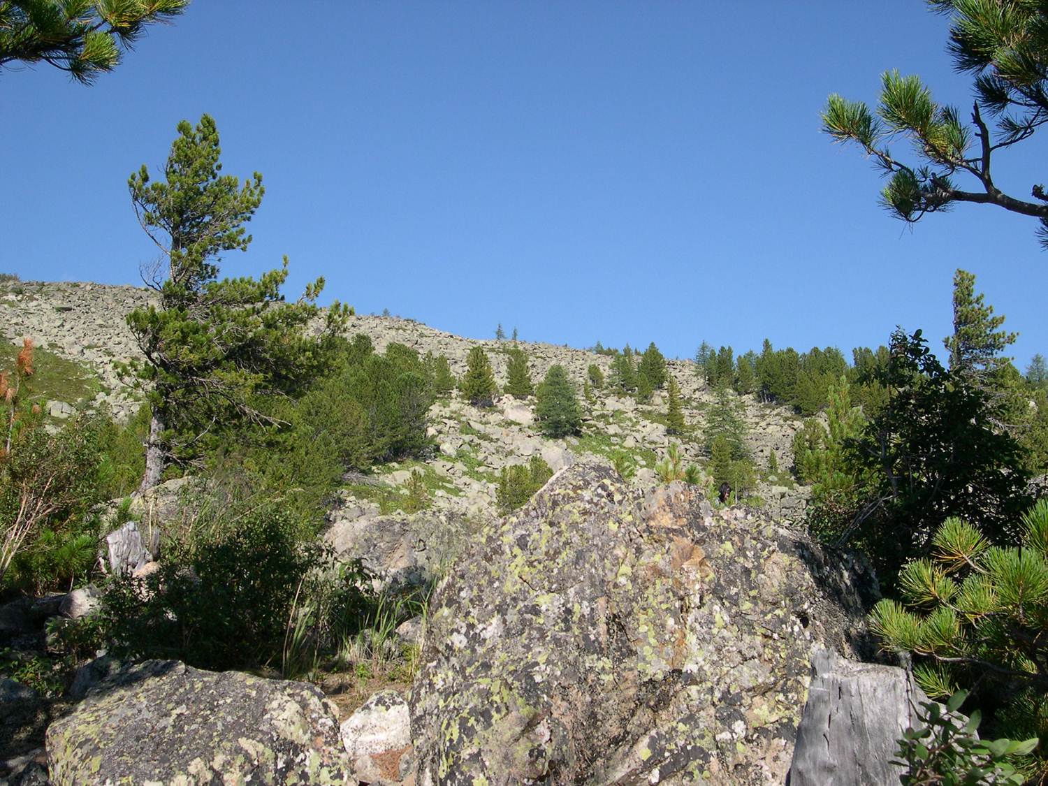 Верхняя граница лесного пояса, Бащелакский хребет