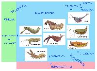 Столбовая дорога эволюции: от кольчатых червей к насекомым