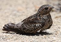 Вымерший длинноногий козодой из кубинской пещеры