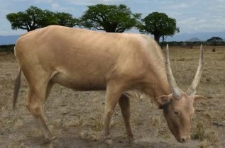 Антилопоподобный бык в раннем плейстоцене Крыма