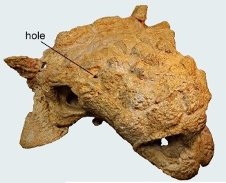 Предположительно смертельная черепная патология у анкилозавра Tarchia
