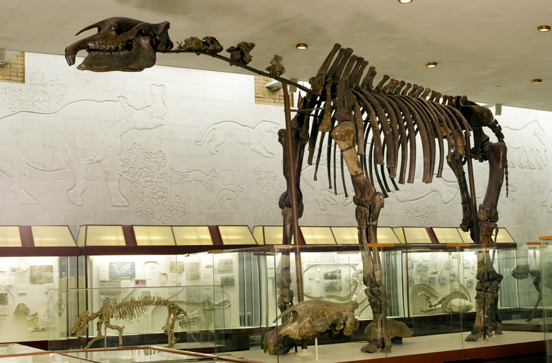 Скелет гигантского носорога индрикотерия