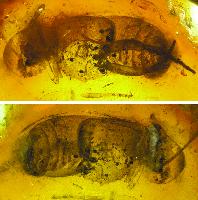 Палеонтологи впервые обнаружили жука в якутском янтаре