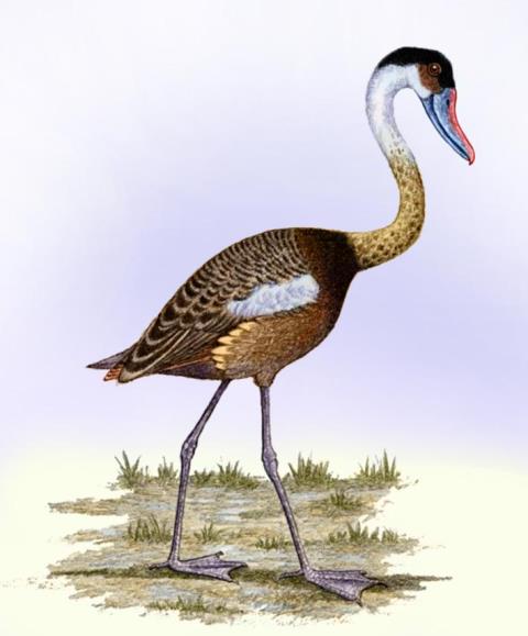 В Австралии обнаружены реликтовые гусеобразные птицы, заставшие еще динозавров