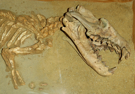 Скелет гиенодона