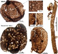 Лахандинский лагерштетт – окно в мир древнейших организмов возрастом 1 миллиард лет