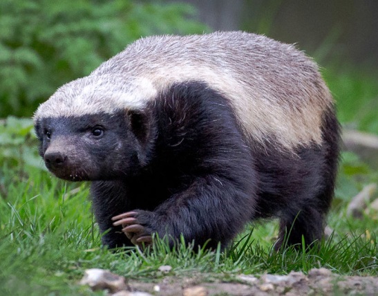 Неожиданная находка медоеда в плейстоцене Вьетнама