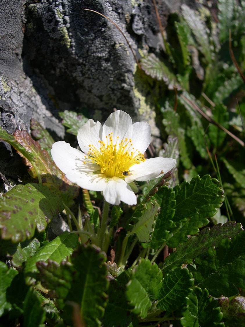 Dryas