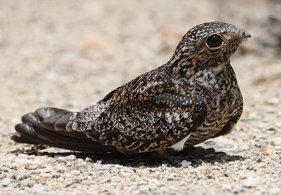 Вымерший длинноногий козодой из кубинской пещеры