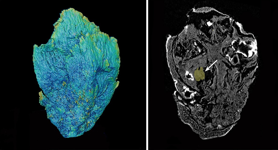 Шишка с пыльцой из мезозоя: древнейшая меловая находка хвойного Classostrobus с пыльцой внутри