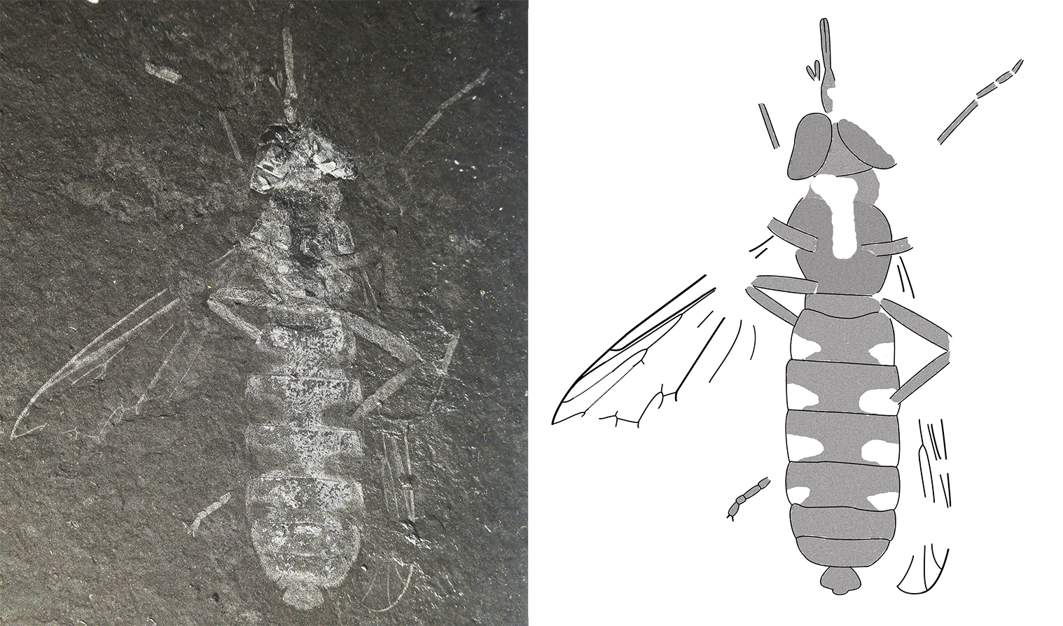 Обнаружена древняя муха-опылитель, притворявшаяся осой