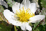 Dryas