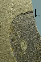 Дикинсония была одним из самых первых животных на Земле