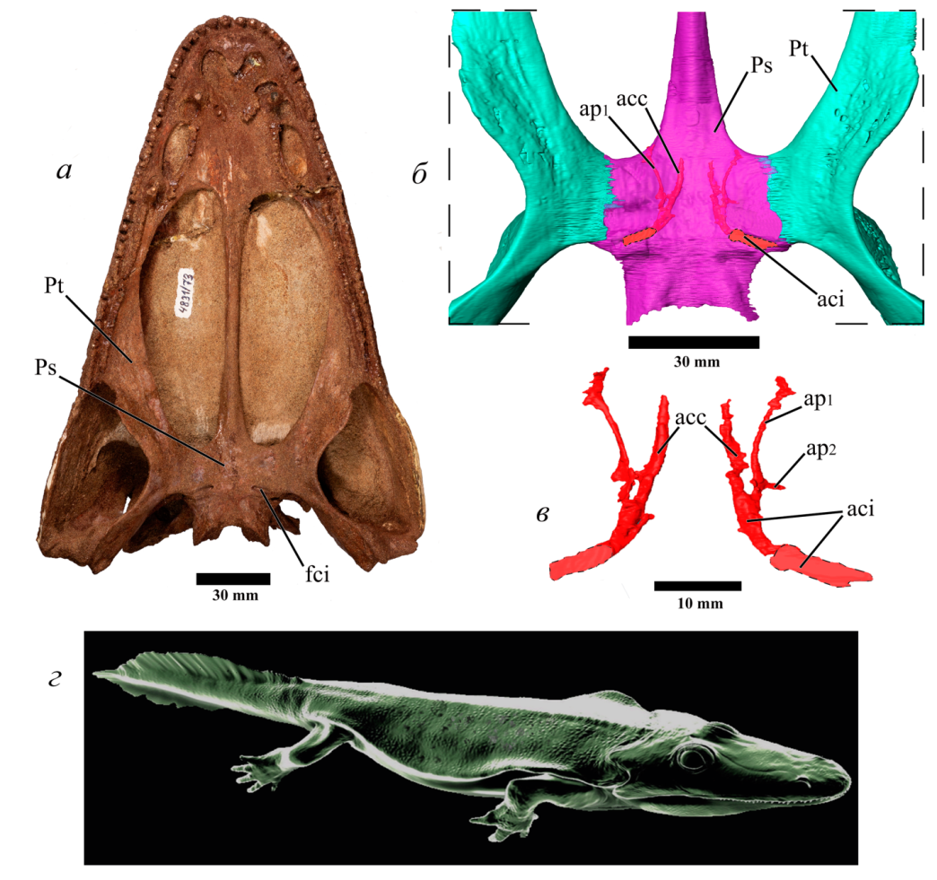 Компьютерная томография черепа раннетриасовой амфибии выявила архаичное строение каналов сонной артерии