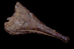 Череп амфибии Platyoposaurus (платиопозавра)