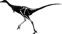 Парвикурсор – мелкий (но не карликовый) однопалый динозавр из позднего мела Монголии