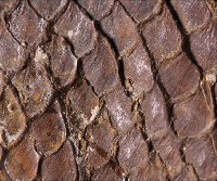 Эволюция лучеперых рыб в перми и триасе Кузнецкого бассейна