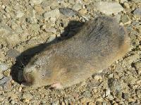 Цокоры – не такие уж эндемики? Азиатские грызуны из плейстоцена Европейской России