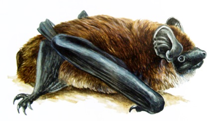 Кожанок-варяг из плейстоцена Тавриды