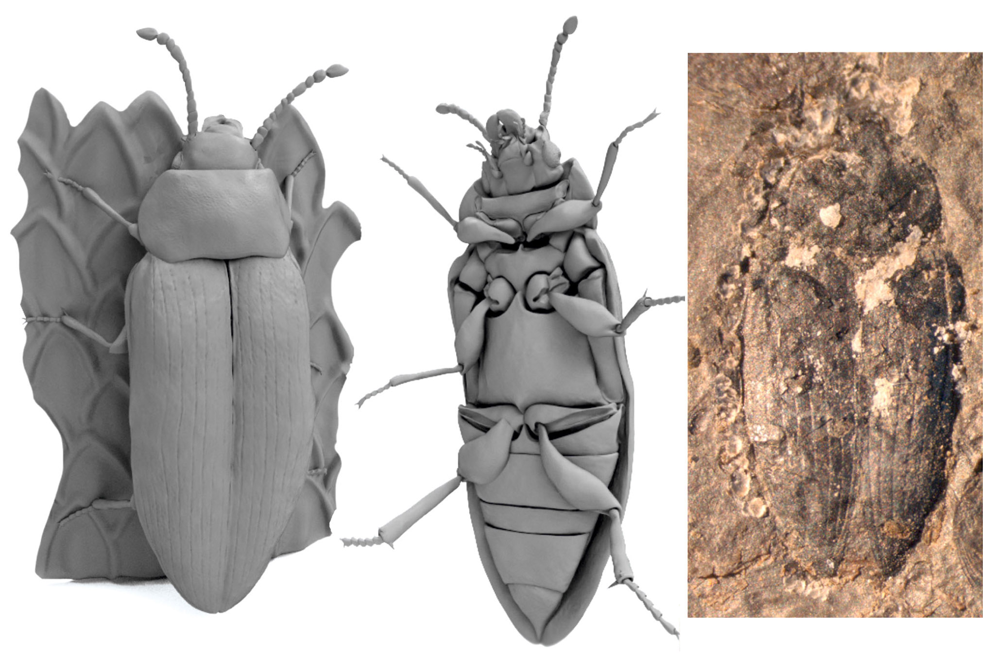 Эволюция жуков на рубеже перми и триаса
