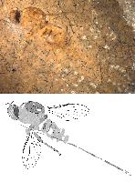 Муха юрского периода опыляла голосеменные растения рекордно длинным хоботком