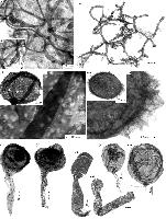 Жизнь миллиард лет назад – биогеохимия и классическая палеонтология о составе лахандинской биоты